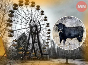Дикі корови Чорнобиля: звідки взялися та як виживають