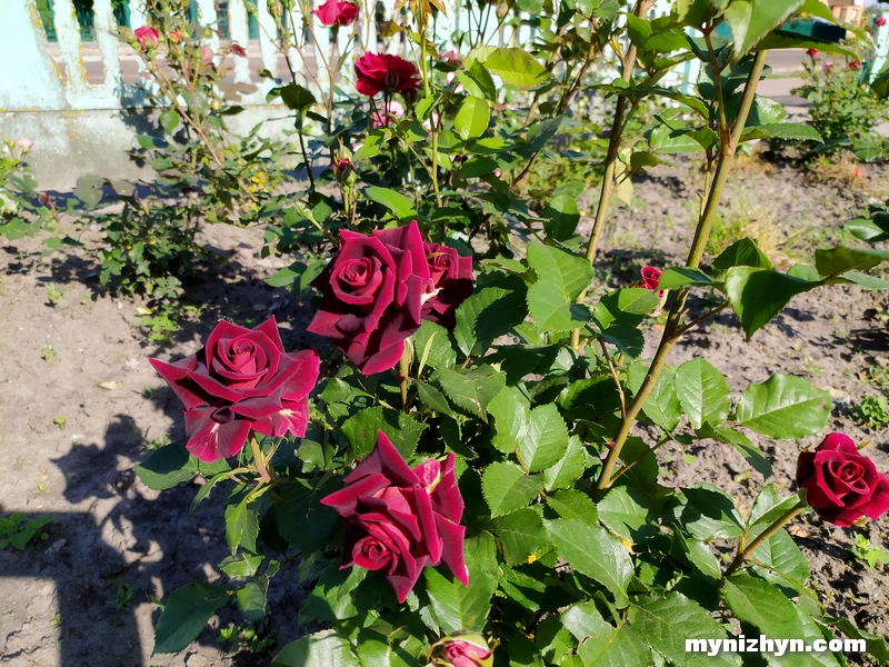 розарій, троянди, фонтан
