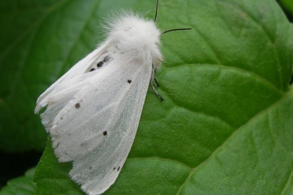 Білий метелик