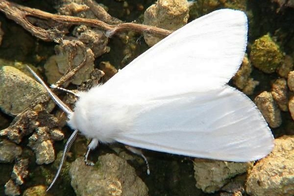 Білий метелик