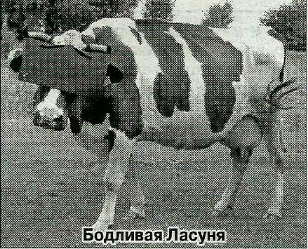 корова, Талалаївка