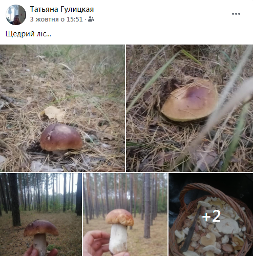 гриби, ліс, релакс