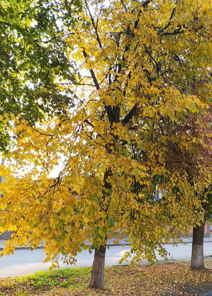 осінь, жовтень, фото