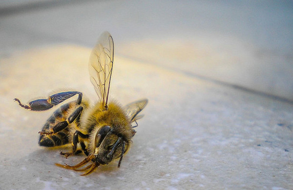 бджолярі, допомога, мор, бджоли, агрохімікати