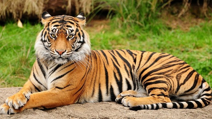 Менський зоопарк, тигр