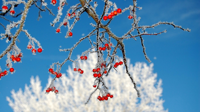 погода потепління, потепління, іней на деревах, червоні ягоди і сніг