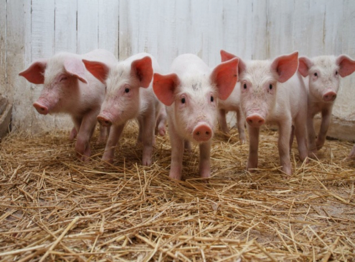 Через африканську чуму в області знищили 15% свиней