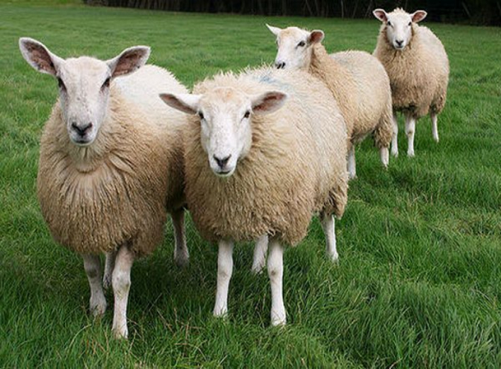 Вовки загризли 47 овець ніжинського підприємця Василя Квоки