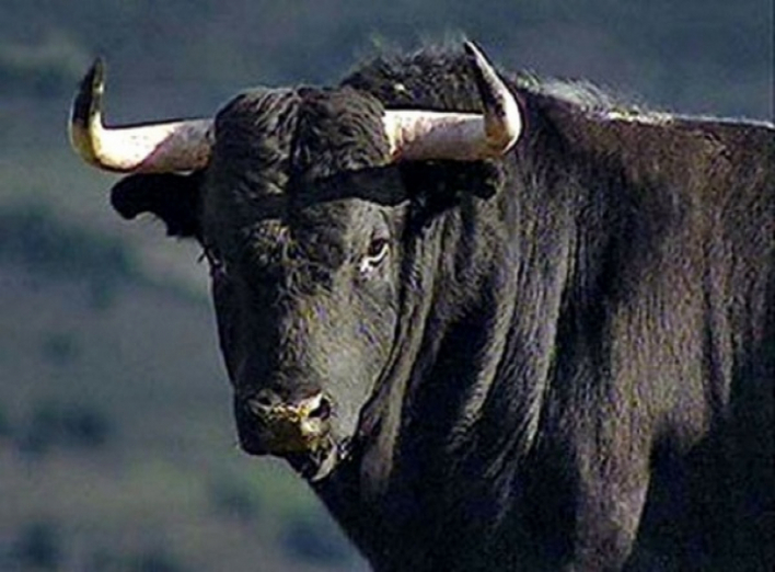 На Чернігівщині бик насмерть розірвав чоловіка
