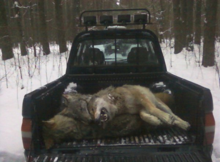 На Чернігівщині відстрілюють навалу вовків