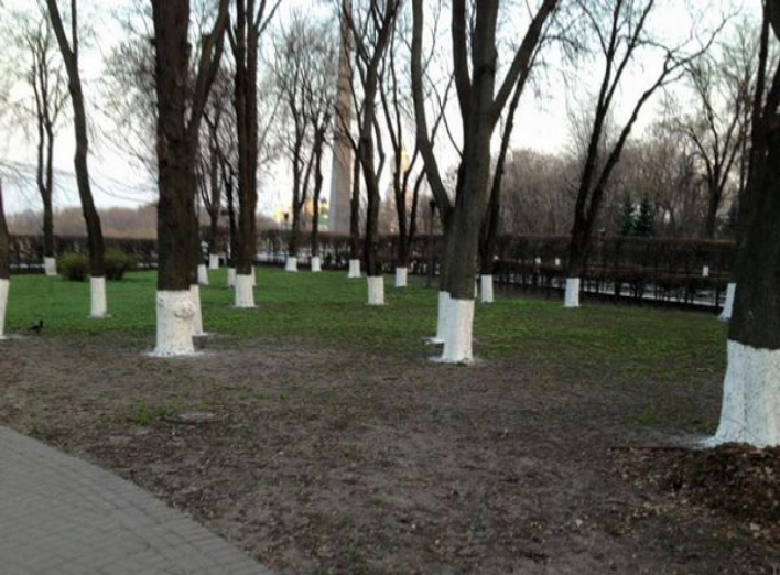 У Києві заборонили білити дерева і бордюри 