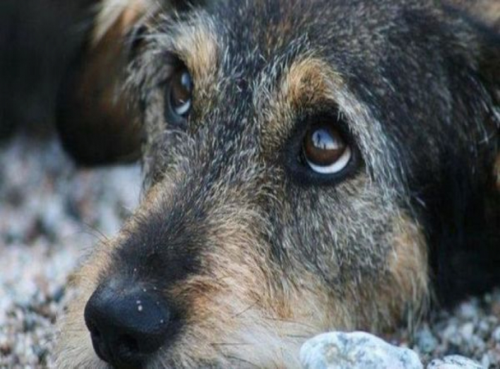 В Україні планують саджати на вісім років за знущання над тваринами 