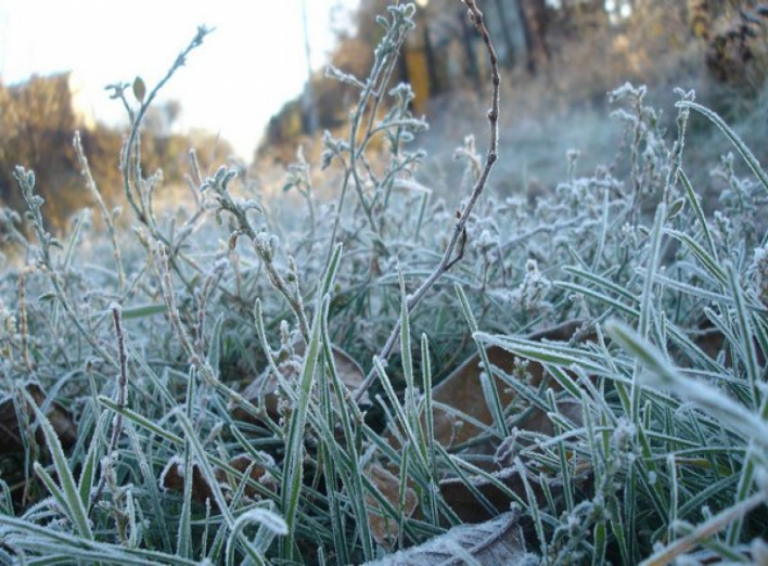 На Чернігівщині очікуються заморозки 18 і 19 травня