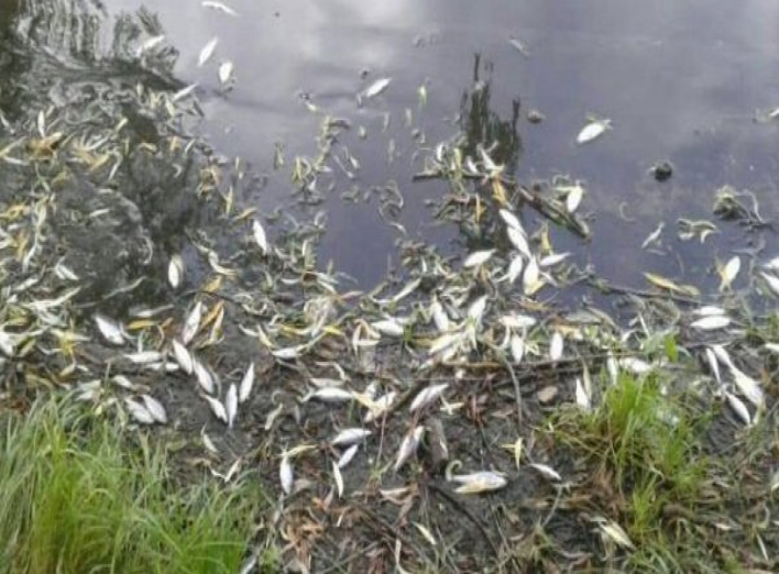На Чернігівщині виникла серйозна загроза явищ задухи риби
