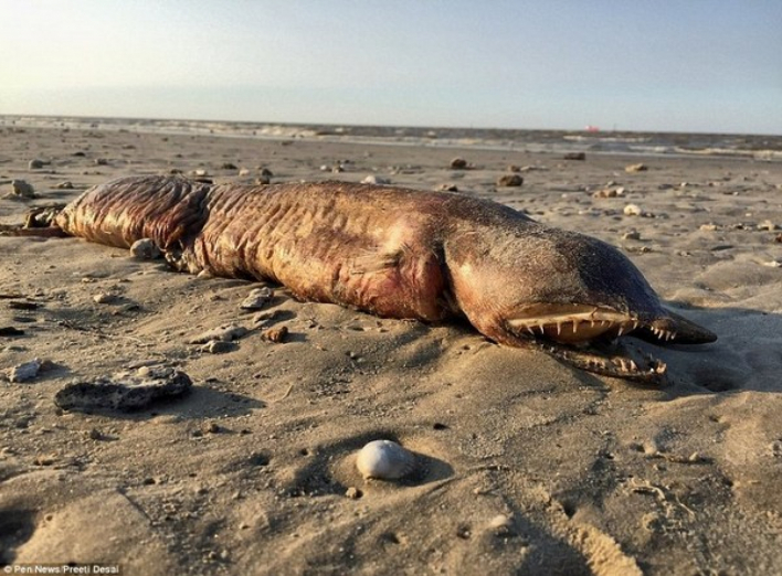Ураган "Харві" виніс на техаський пляж загадкову істоту з гострими зубами