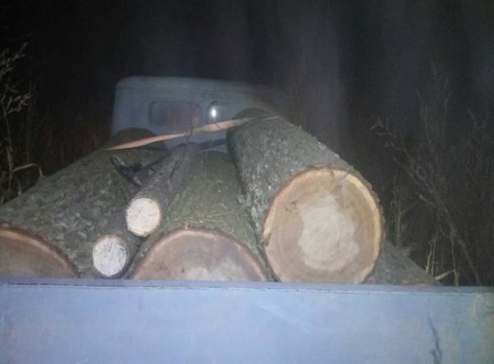 На Чернігівщині затримали серійних лісорубів
