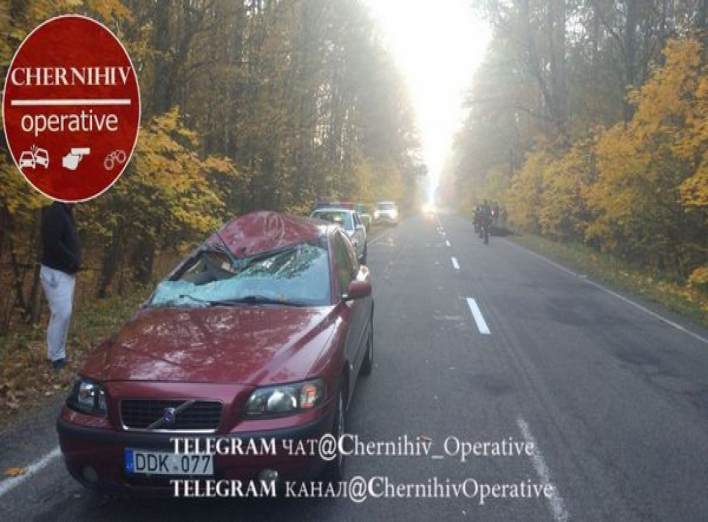 На Чернігівщині під колесами автомобіля загинув лось