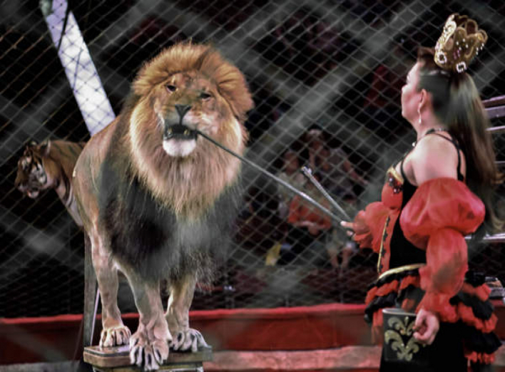 Мінекології ініціює заборону на використання диких тварин у цирках
