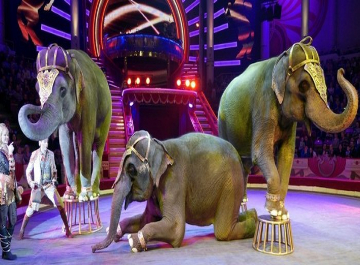 Уряд підтримав законопроект Мінекології про заборону використання тварин у цирках