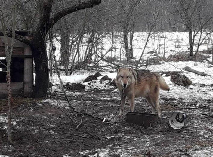 Врятувати вовка: зоозахисники б’ють на сполох 