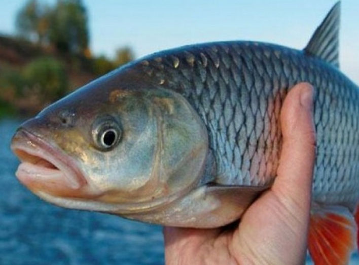 З квітня розпочинається нерестова заборона на вилов риби