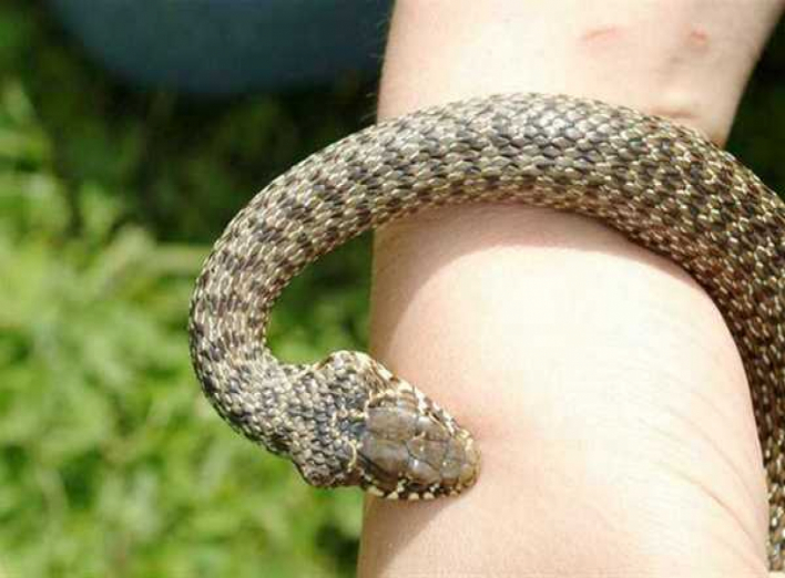 На Чернігівщині 11-річну дитину вкусила змія