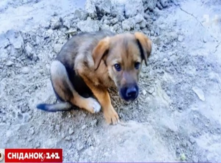 Чому в Україні так багато безпритульних собак і чи можна це змінити?