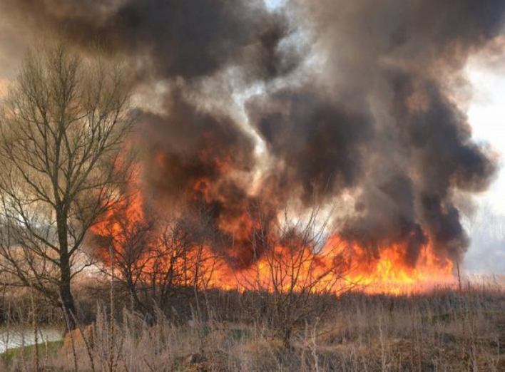 Горіли дерево, трава та торф: суха погода сприяє виникненню пожеж