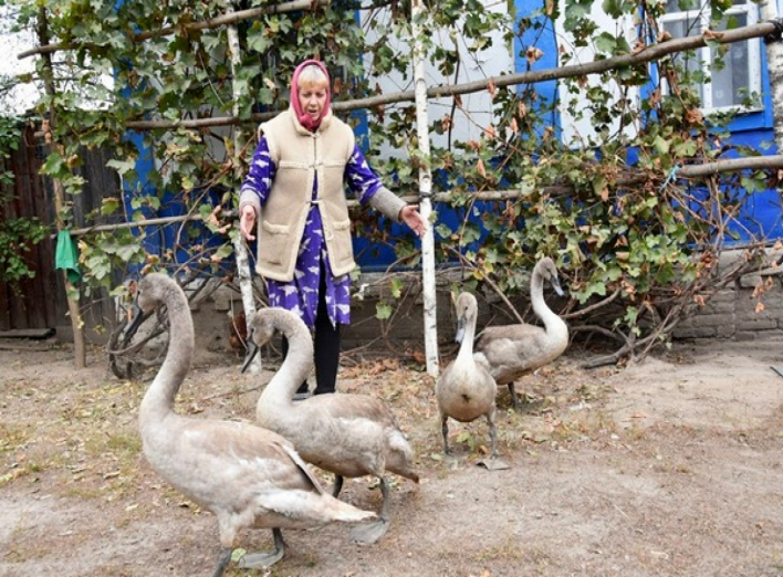 На Чернігівщині до жінки на подвір'я прийшли четверо голодних лебедів. Фото
