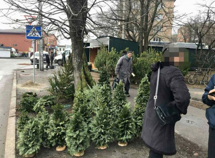 У Ніжині виявили двох торговців ялинками, що порушили закон. Фото