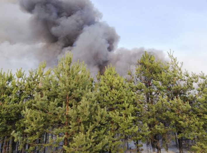 Через київського дачника згоріло більше 70 гектарів молодого лісу