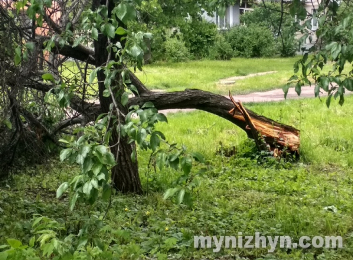 Дерева звалило ще й на вулиці Шевченка і у сквері Гоголя. Фото