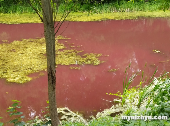 У Графському парку – рожева водойма: яка причина її забарвлення?