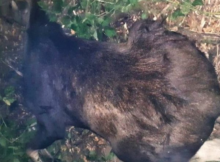 Унікальну червонокнижну тварину застрелили на Чернігівщині