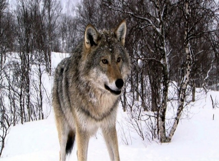 На півночі Чернігівщини вовки нападають на людей?