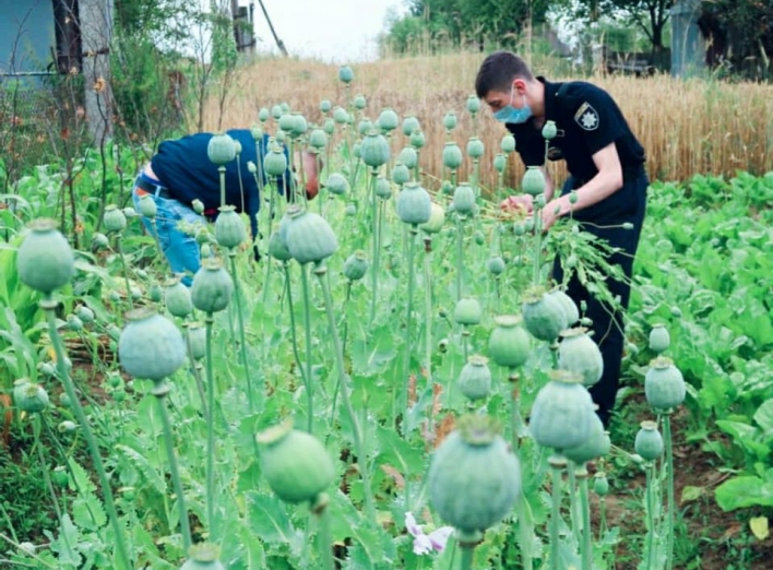 Жінці загрожує до 3 років ув'язнення за посів маку: ніжинські поліцейські знищили рослини фото