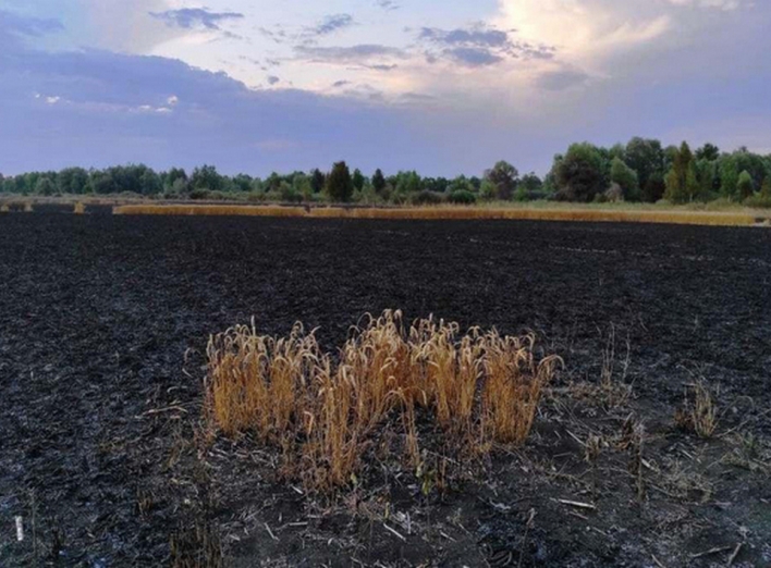У фермера Романа Калініченка згоріло 55 гектарів пшениці з 60-ти фото