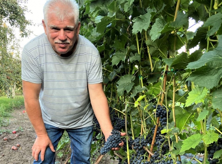 300 кущів 42 сортів: Микола Онищик з Ніжинщини облаштував у своєму саду справжню виноградну плантацію 