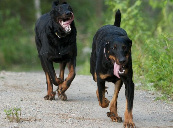 Уряд затвердив перелік “небезпечних” порід собак фото