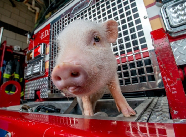 Пожежники взяли на службу свиню  (фото) фото