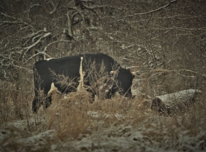 Чорнобильський заповідник: чорний бик - новий лідер фото