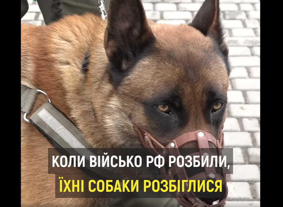 Трофейний пес Макс несе службу у військах України фото