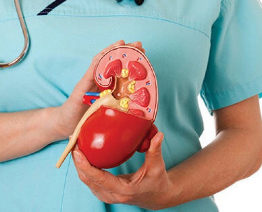 Профилактика и лечение заболевания почек и мочевого пузыря