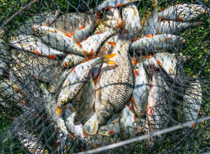 catch-of-fish-in-net-basket-on-green-grass-by-the-lzsef8g-1.jpg