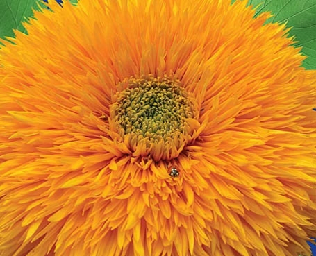 Топ-6 важных дел на огороде в сентябре