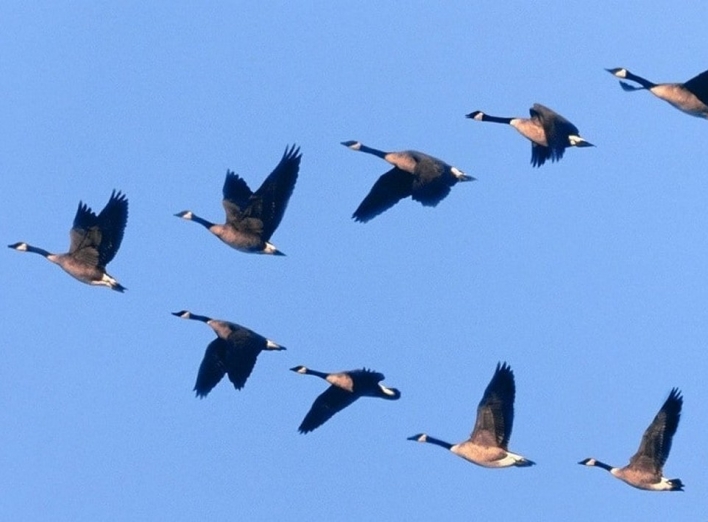 Чому птахи летять клином: урок, який нам дає природа фото