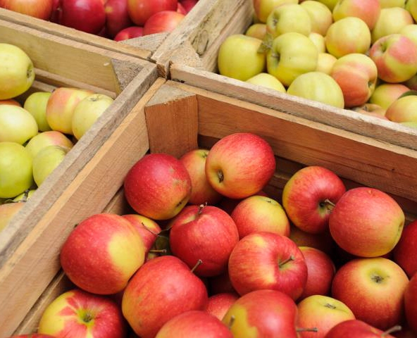 Как выбрать надежного поставщика для покупки яблок оптом?