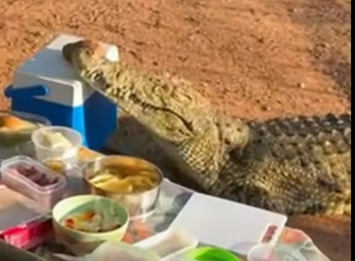 В Африці під час сафарі крокодил вкрав холодильник у туристів (відео) фото