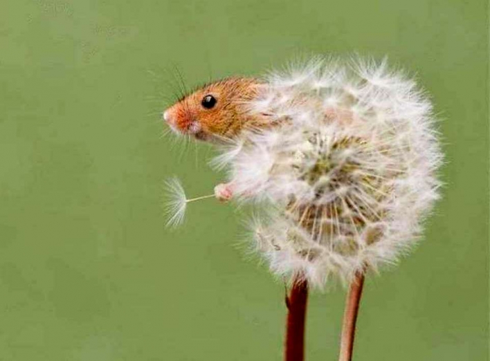 Британець круто фотографує мишей і їх полюблять навіть ті, хто боявся (Фоторепортаж) фото
