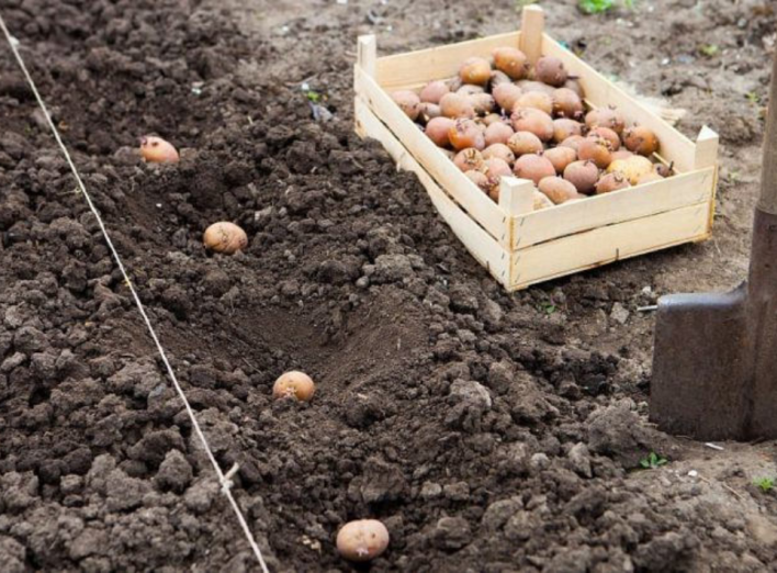 Головні помилки посадки картоплі, які можуть вам зіпсувати врожай фото